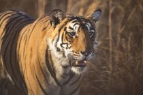 Vista close-up do majestoso tigre de bengala — Fotografia de Stock