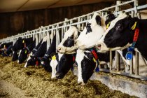 Гольштейн молочні корови з ідентифікаційними тегами на вухах, що стоять в ряду вздовж залізниці годування станції на роботизованих молочних ферм, на північ від Едмонтон; Альберта, Канада — стокове фото