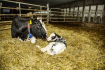 Holstein cow with her newborn calf in a pen on a robotic dairy farm, North of Edmonton; Alberta, Canada — Stock Photo