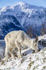 Beautiful and majestic dall sheep ewe in wild nature at winter time, Chugach Mountains, Alaska, United States of America — Stock Photo