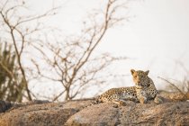 Мальовничий вид на величний леопард у дикій природі, що розслабляється на скелі — стокове фото