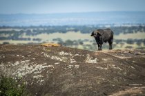 Cape buffalo ou Syncerus caffer em pé no horizonte na rocha, Serengeti National Park, na Tanzânia — Fotografia de Stock