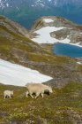 Vue panoramique des chèvres de montagne dans le parc national des Fjords de Kenai, Alaska, États-Unis d'Amérique — Photo de stock
