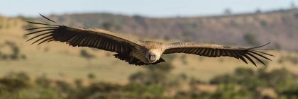 Panorama dell'avvoltoio africano dalla schiena bianca sulla savana — Foto stock