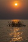 Reflet du coucher du soleil à travers les roseaux avec des nids d'oiseaux tisserands sur le lac Tanganyika, parc national des montagnes Mahale, Tanzanie — Photo de stock