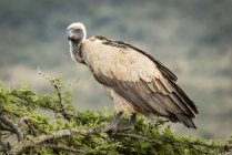African white-backed vulture atop tree looking down — Stock Photo