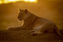 Majestätische Löwin oder Panthera leo bei wildem Leben gegen Sonnenuntergang — Stockfoto