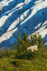 Живописный вид на горную козу в национальном парке Кенай-фьорды, Аляска, Соединенные Штаты Америки — стоковое фото