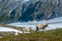 Живописный вид на горных коз в национальном парке Кенай-фьорды, Аляска, Соединенные Штаты Америки — стоковое фото