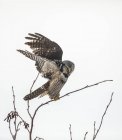 Vista panorámica del búho halcón del norte posado en el árbol - foto de stock