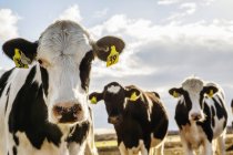 Curieux vaches Holstein regardant la caméra debout dans une zone clôturée avec des étiquettes d'identification dans les oreilles sur une ferme laitière robotisée, au nord d'Edmonton ; Alberta, Canada — Photo de stock