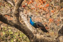 Peacock (Pavo cristatus) standing on a tree branch in Ranthambore National Park, Northern India, Rajasthan, India — Stock Photo