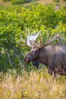 Scenic view of majestic bull moose in bushes, Chugach State Park, Alaska, United States of America — Stock Photo