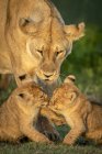 Majestuosa leona o pantera leo en la vida salvaje con cachorros - foto de stock