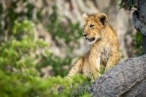 Majestoso leão macho na natureza selvagem — Fotografia de Stock