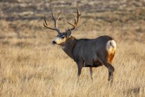 Mule deer or Odocoileus hemionus buck standing in a grass field, Denver, Colorado, United States of America — Stock Photo