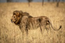 Majestuoso león macho en la naturaleza salvaje en la hierba - foto de stock