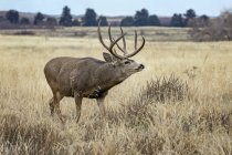Cervo mulo o Odocoileus hemionus buck in piedi in un campo di erba, Denver, Colorado, Stati Uniti d'America — Foto stock