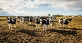 Curiosas vacas Holstein mirando a la cámara mientras están de pie en un área vallada con etiquetas de identificación en sus oídos en una granja lechera robótica, al norte de Edmonton; Alberta, Canadá - foto de stock