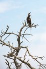 Langholzadler (lophaetus occipitalis) hockt auf toten Haken im Ndutu-Gebiet des Ngorongoro-Kraterschutzgebietes in der Serengeti-Ebene; Tansania — Stockfoto
