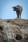 Vista panoramica di bufalo africano a natura selvaggia in piedi sulla roccia — Foto stock