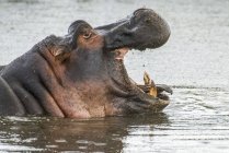 Vista panorâmica do majestoso e bonito Hippopopotamus na natureza selvagem — Fotografia de Stock