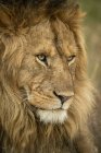 Lion mâle majestueux dans la nature sauvage museau gros plan — Photo de stock