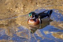 Wood duck (Aix sponsa) in water looking up at the camera; Denver, Colorado, United States of America — Stock Photo