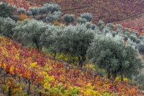 Fogliame variopinto sulle viti in un vigneto, Valle del Douro; Portogallo — Foto stock