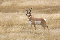 Antelope buck in un campo di erba durante la carreggiata; Dakota del Sud, Stati Uniti d'America — Foto stock
