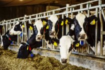 Гольштейн молочні корови з ідентифікаційними тегами на вухах, що стоять в ряду вздовж залізниці годування станції на роботизованих молочних ферм, на північ від Едмонтон; Альберта, Канада — стокове фото