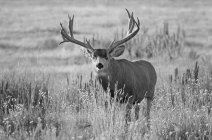 Black and white image of mule deer or Odocoileus hemionus buck standing in a grass field, Denver, Colorado, United States of America — Stock Photo