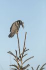 Scenic view of perched Northern Hawk Owl on tree — Stock Photo
