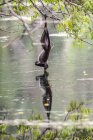 Sykes (o scimmia dalla gola bianca) Scimmia (Cercopithecus albogularis) appesa al ramo di un piede per bere dallo stagno a Ngare Sero Mountain Lodge, vicino ad Arusha; Tanzania — Foto stock
