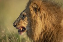 Maestoso leone maschio in natura selvaggia museruola primo piano — Foto stock