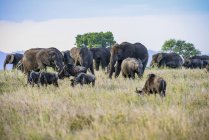 Beautiful grey African elephants in wild nature, Serengeti National Park; Tanzania — Stock Photo