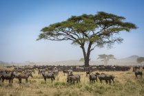 Confusión de ñus azul bajo acacia con una manada de llanuras de cebra en la vida silvestre - foto de stock