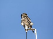 Scenic view of perched Northern Hawk Owl at lantern — Stock Photo