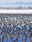 Canada geese (Branta canadensis) and mallards (Anas platyrhynchos) on tranquil water with a snowy field and mountain range in the background; Denver, Colorado, United States of America — Stock Photo
