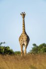 Живописный вид на жирафа масаи в заповеднике — стоковое фото
