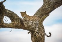 Vue panoramique du léopard majestueux dans la nature sauvage assis sur un arbre — Photo de stock