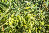 Gros plan sur des olives vertes sur un arbre, Groznjan, Istrie, Croatie — Photo de stock