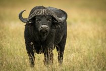 Capa de búfalo o caffer Syncerus de pie frente a la cámara en la hierba, Parque Nacional del Serengeti, Tanzania - foto de stock