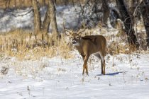 White-tailed deer (Odocoileus virginianus) buck walking in a snowy field; Denver, Colorado, United States of America — Stock Photo