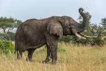 Beautiful grey African elephant in wild nature, Serengeti National Park; Tanzania — Stock Photo