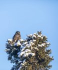 Scenic view of perched Northern Hawk Owl on tree — Stock Photo