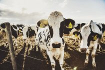 Neugierige holstein-kühe, die in die kamera blicken, während sie auf einem eingezäunten gelände mit kennzeichnungsschildern in den ohren auf einer roboterfarm nördlich von edmonton stehen; alberta, kanada — Stockfoto