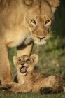 Велична левиця або Лев на дикому житті з дитинкою — стокове фото