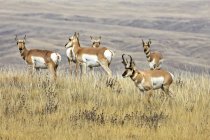 Antilope Böcke und Rehe in einem Grasfeld während der Trab; South Dakota, Vereinigte Staaten von Amerika — Stockfoto