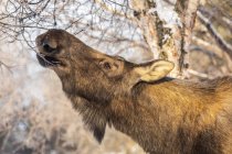 Alci di mucca (Alces alces) che si nutrono di ramoscelli e corteccia in inverno, Alaska centro-meridionale; Anchorage, Alaska, Stati Uniti d'America — Foto stock